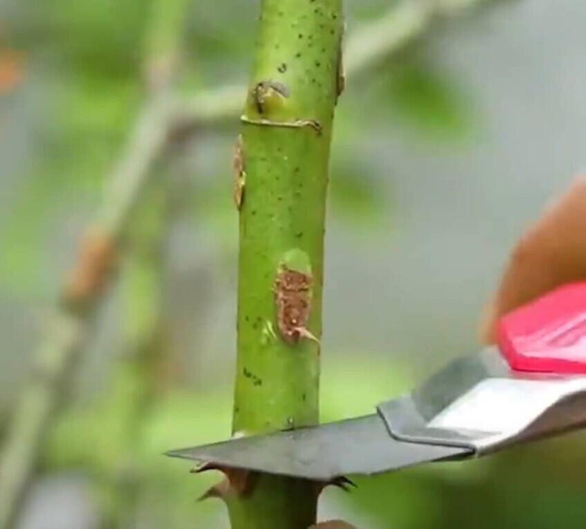 rose grafting preparation