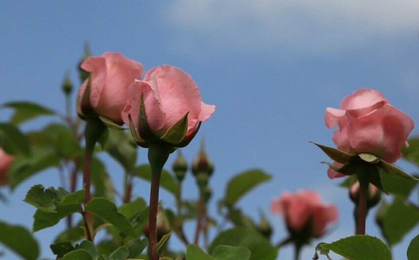 rose bush