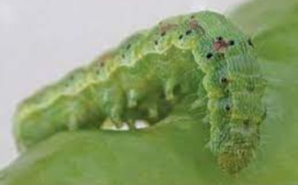 Heliothis bollworm