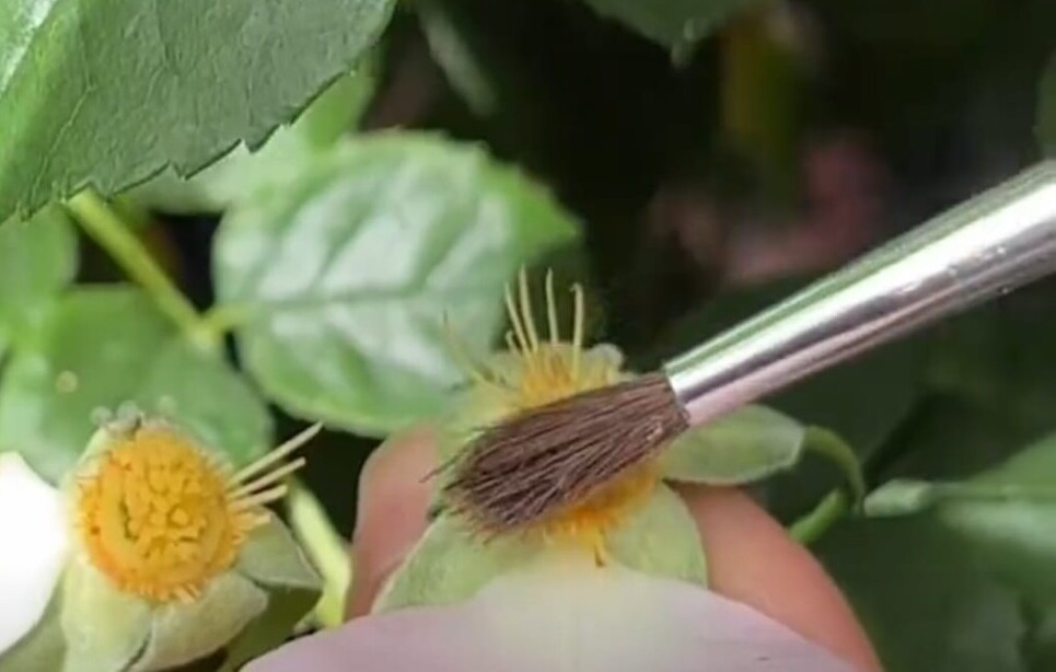 rose breeding 1