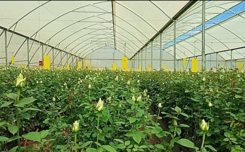 greenhouse roses