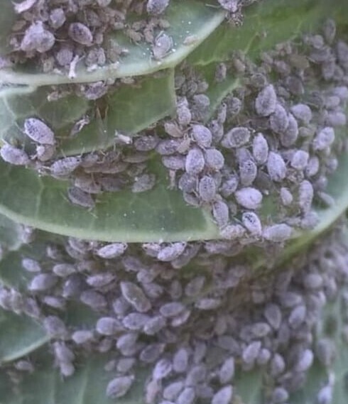 aphids