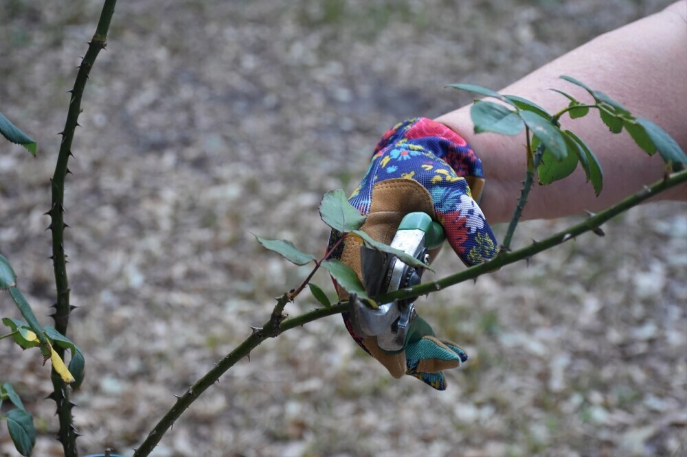 rose pruning