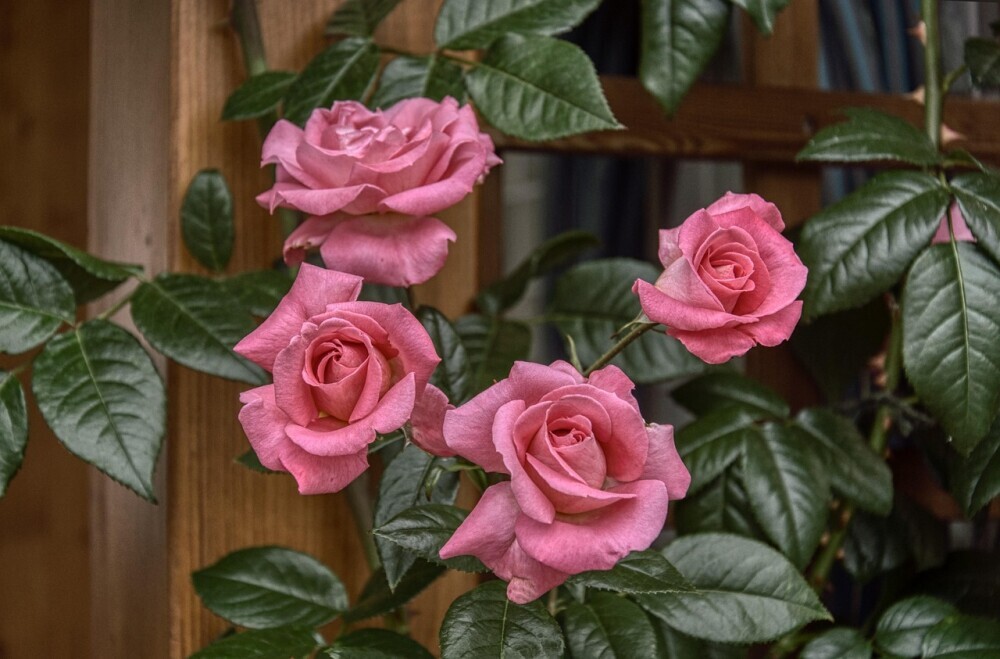 rose in garden