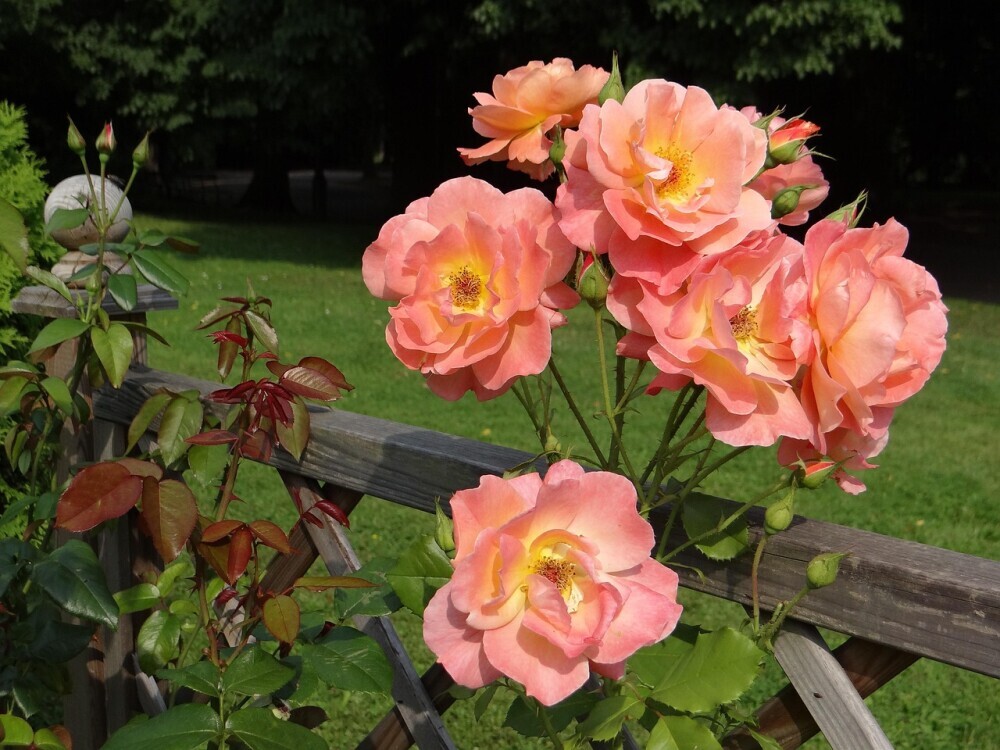 rose in garden
