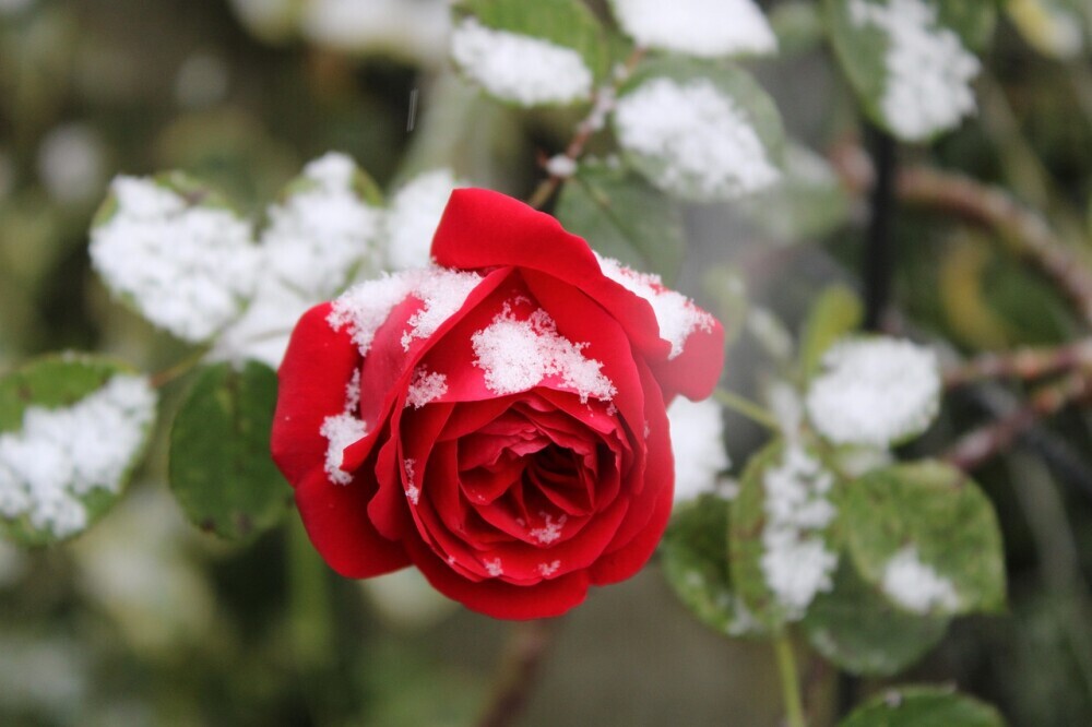 frozen rose