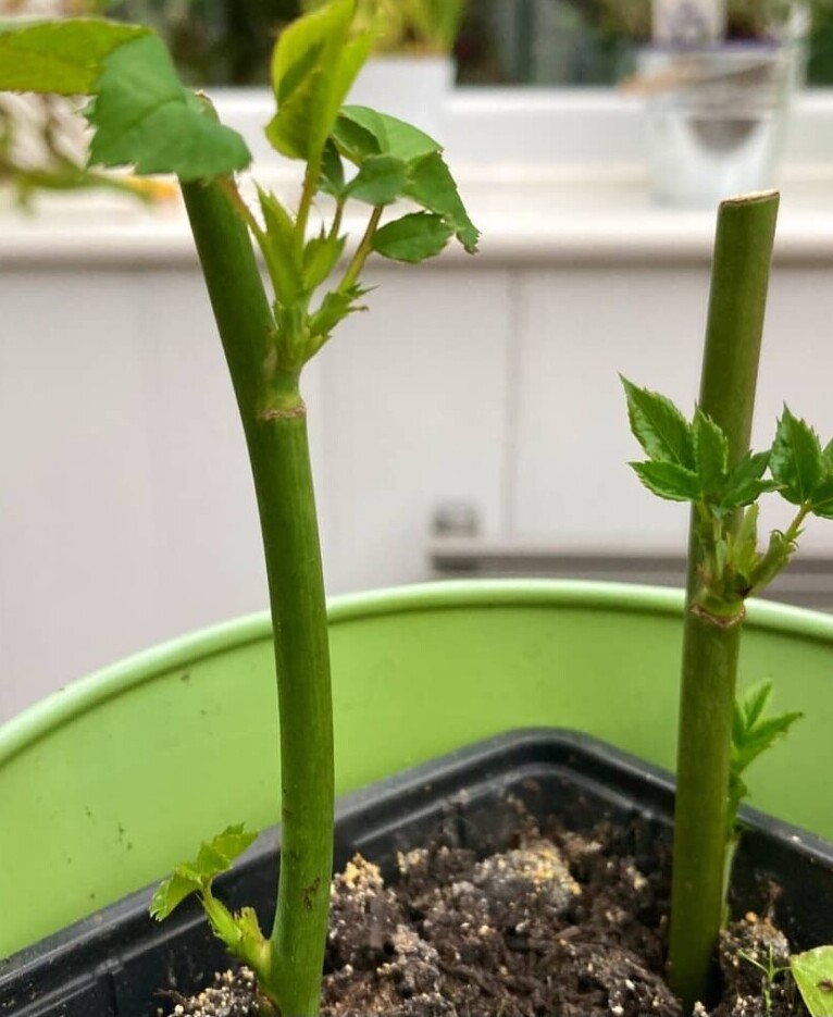 rose cuttings in container
