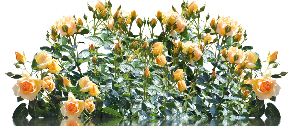 spray roses