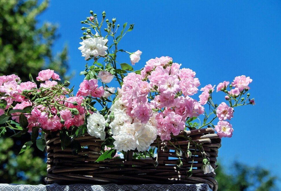 polyantha rose