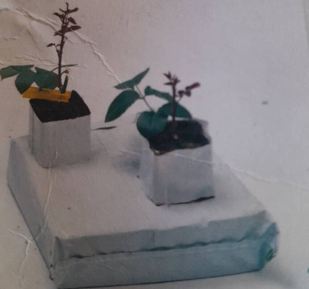 speedling seedlings