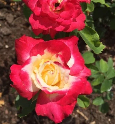 Double Delight Rose