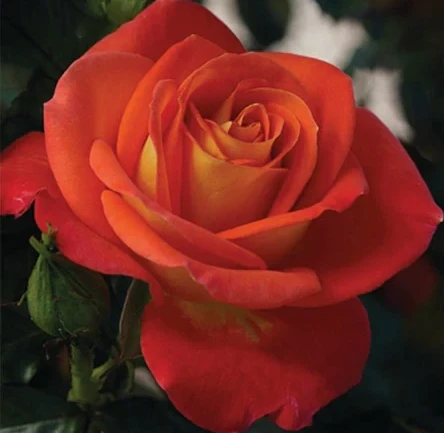 Burst of Joy Rose