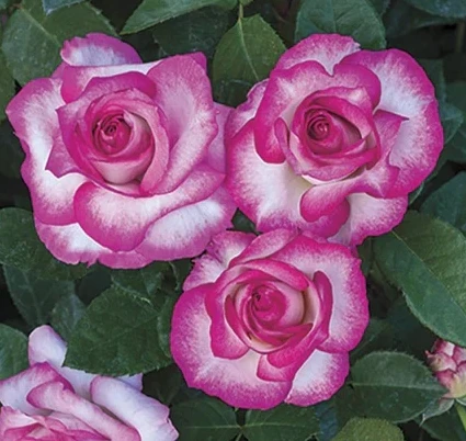 Miss Con Rose