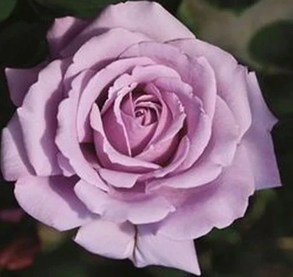 love song rose