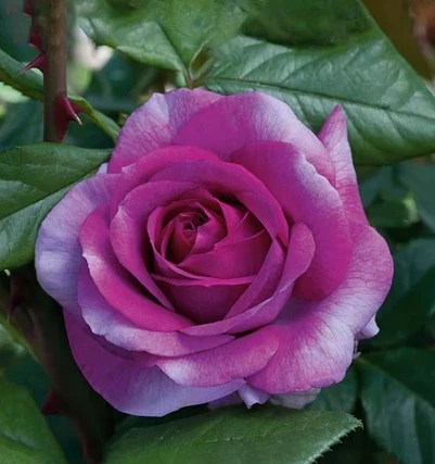 Perfume Factory rose