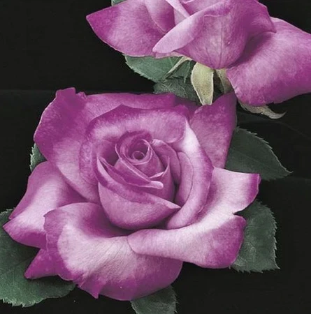 Fragment Pulm rose