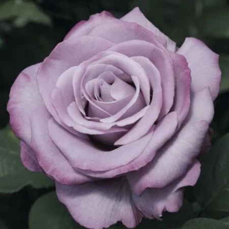 Neptune rose