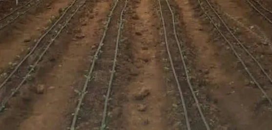 drip irrigation