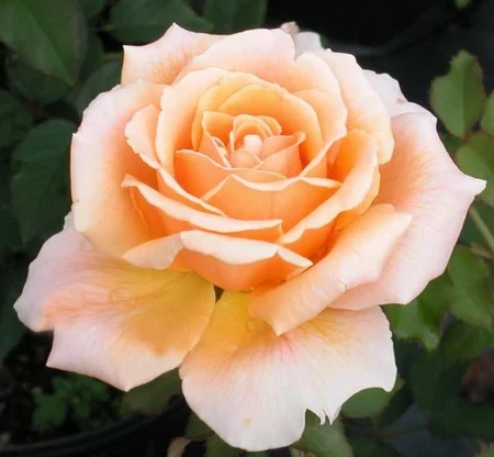 Just Joey Rose bloom