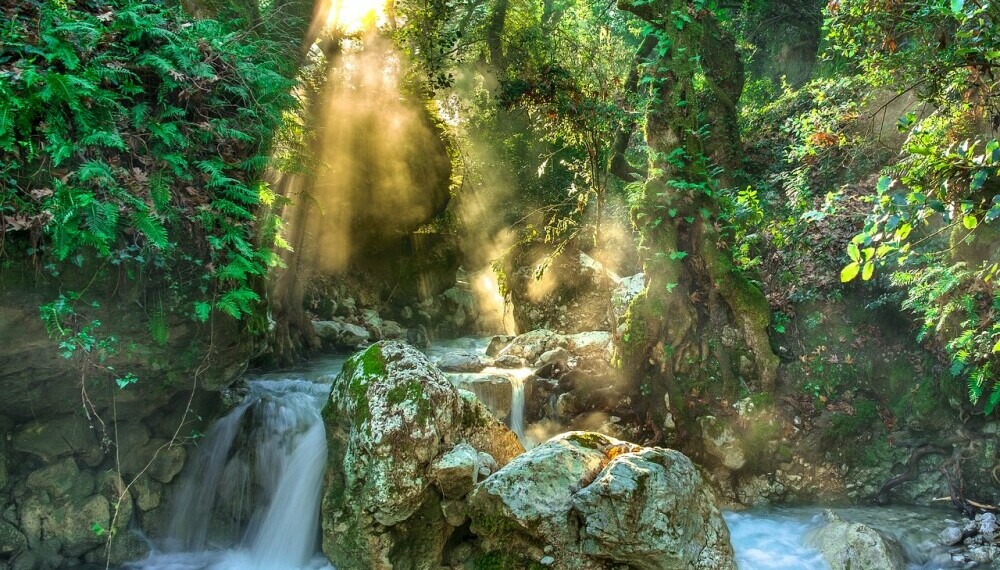 a beautiful jungle to navigate through