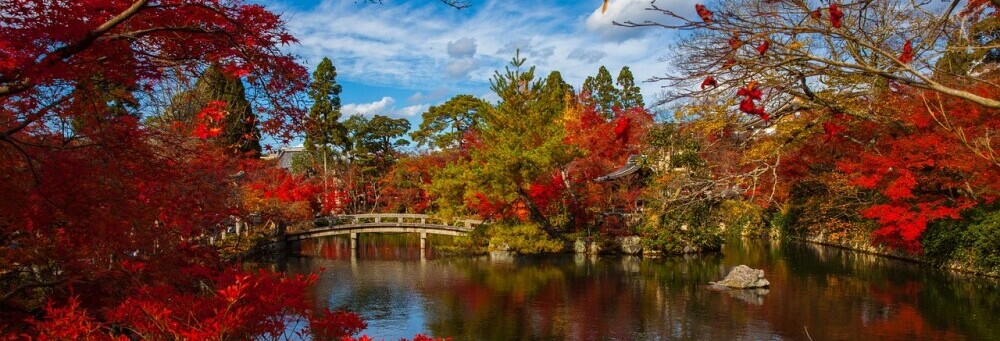 a beautiful Japanese garden