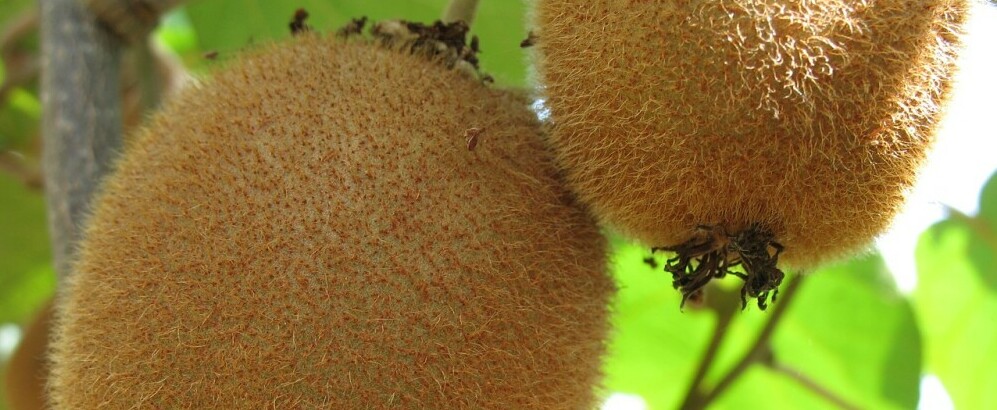 kiwis growing