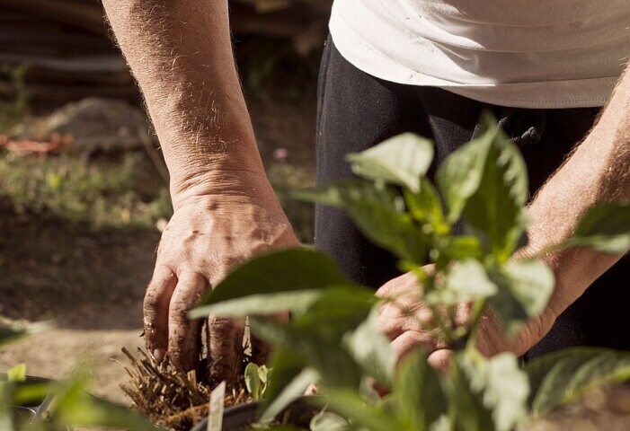 Man planting plants