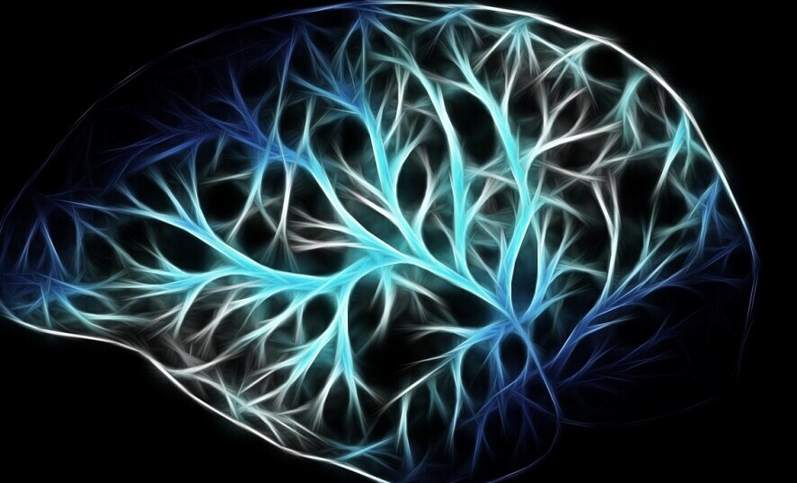 Brain
