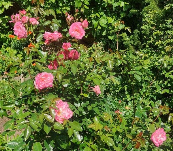 Roses in My Garden