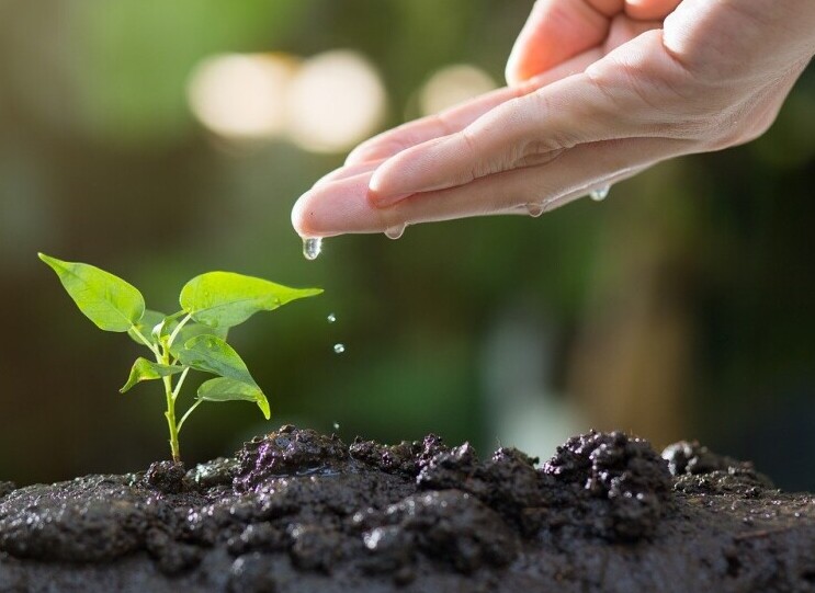 Hand and Small plant