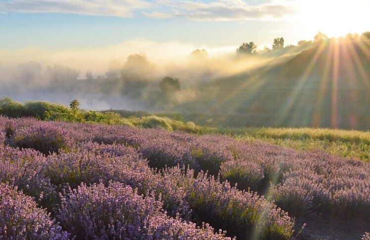 Lavender Field
