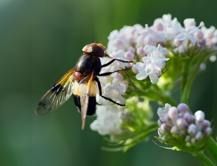 Valerian