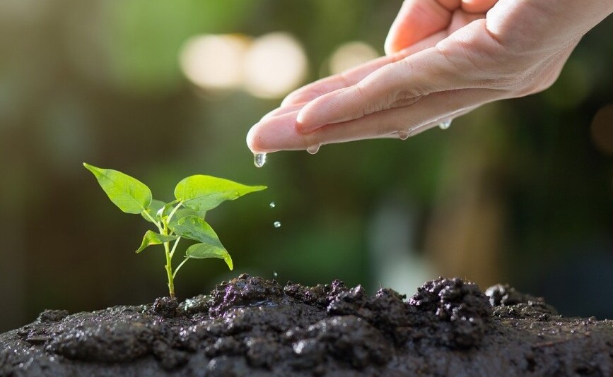 Hand and a small plant