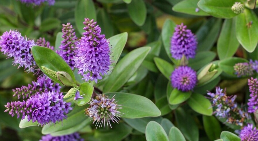 Purple Flowers in Garden