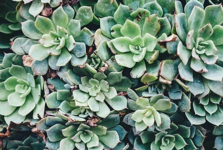 Pest Resistant Plants