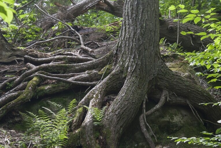 Tree roots