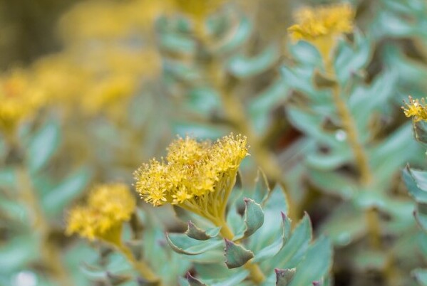 Rhodiola