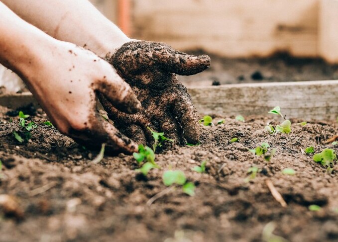 Gardening for stress relief