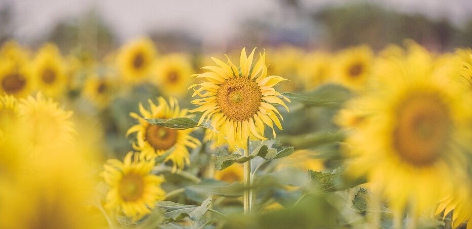 Field of Sunflowers