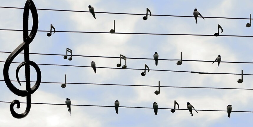 Nature Sounds