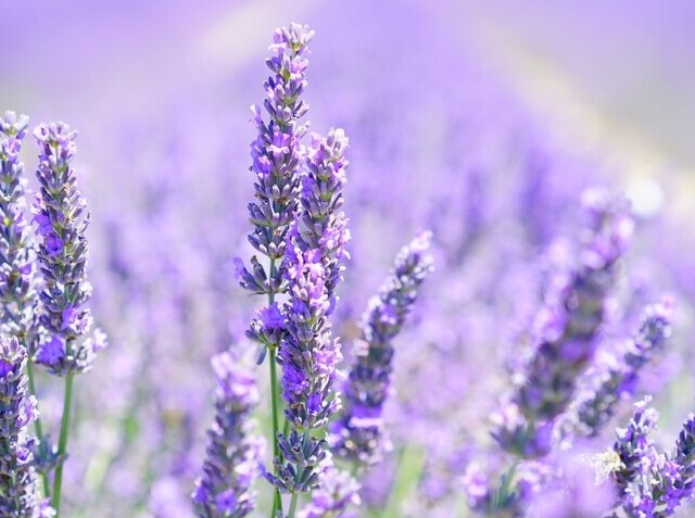 Lavender
