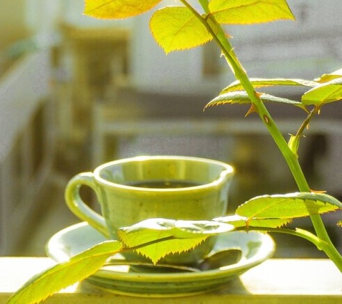 Cup of Herbal Tea and Rose