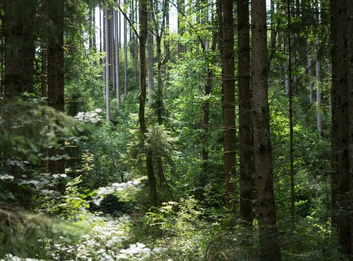 Forest
