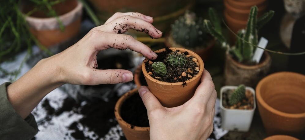 Planting in Pots