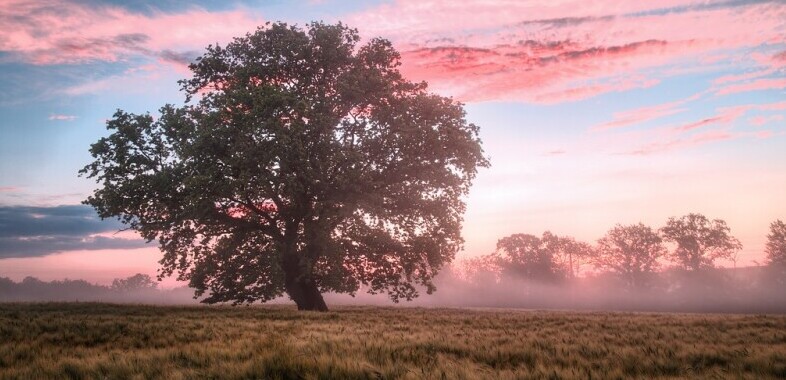 Alone Standing Tree and Sunset