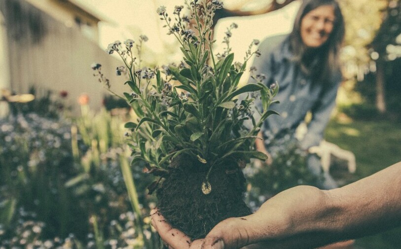 Planting New Plant