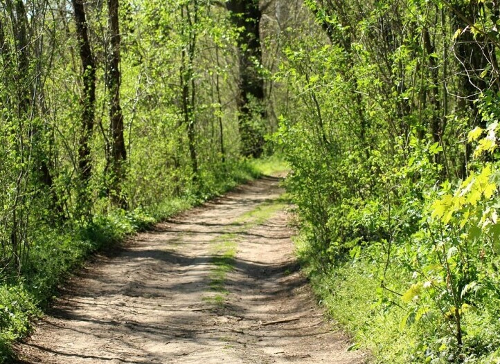 Forest in Spring