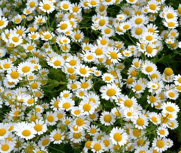 Chamomile plant