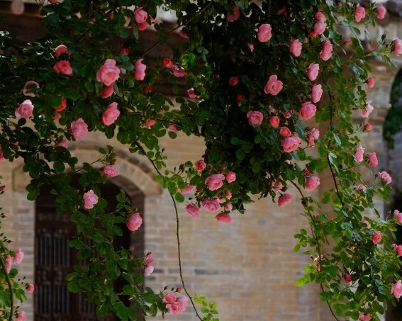 roses